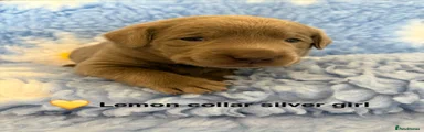 Labrador Retriever 7