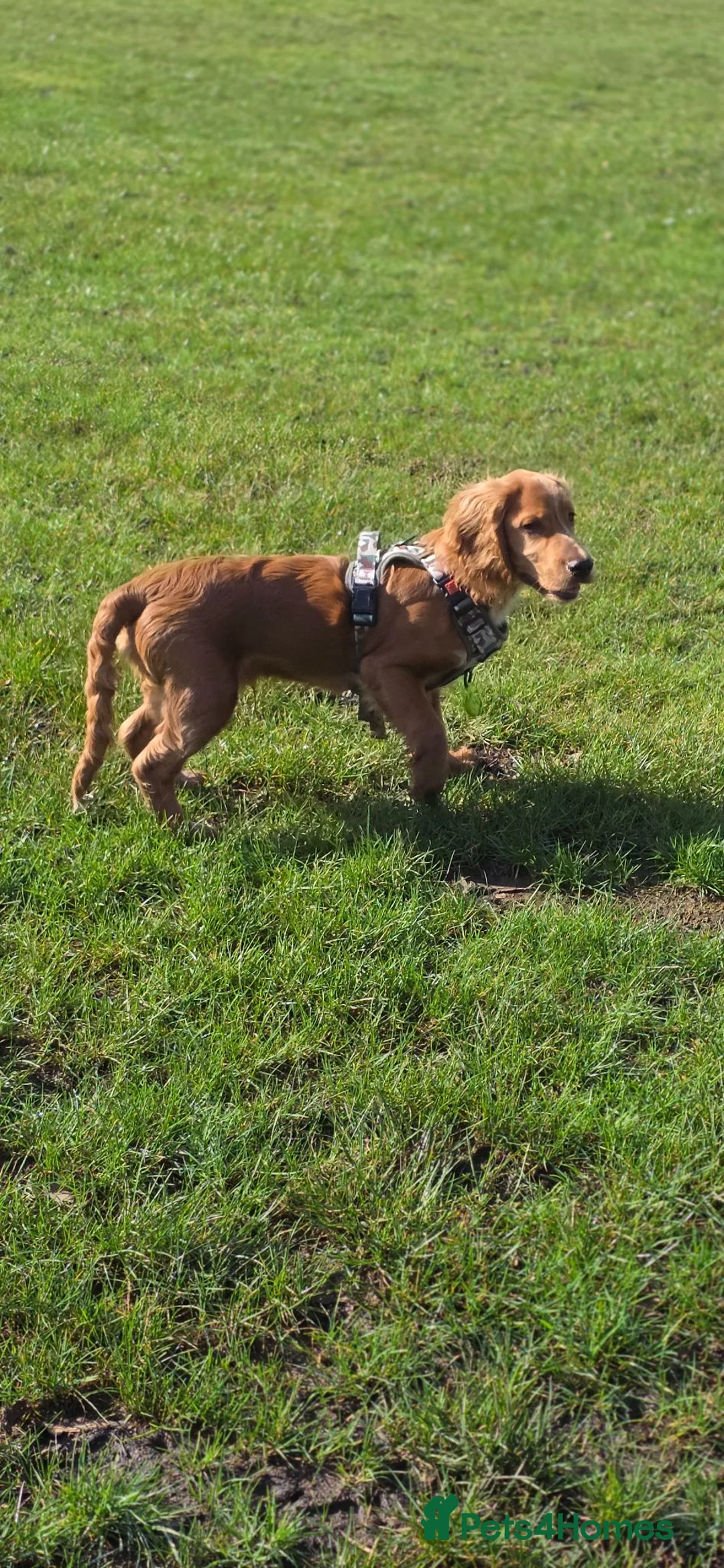 Cocker Spaniel dogs for sale: Cocker spaniel for sale - Advert 2