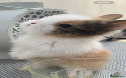 Lionhead rabbits for sale: Lionheads ready to leave today  - Image 1