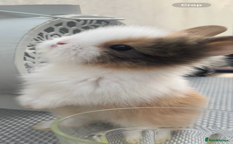 Lionhead rabbits - Advert 12