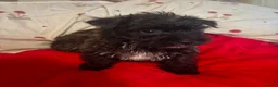 Yorkiepoo dogs for sale: 🐾 Yorkiepoo Puppies For Sale 🐾 - Advert 5
