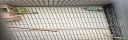 Mixed Breed birds for sale: Alexandraine  - Advert 16