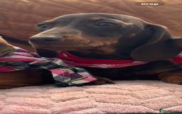 Miniature Dachshund dogs for sale: BEAUTIFUL KC REG & PRA CLEAR MINIS - 0% inbreeding - Image 34