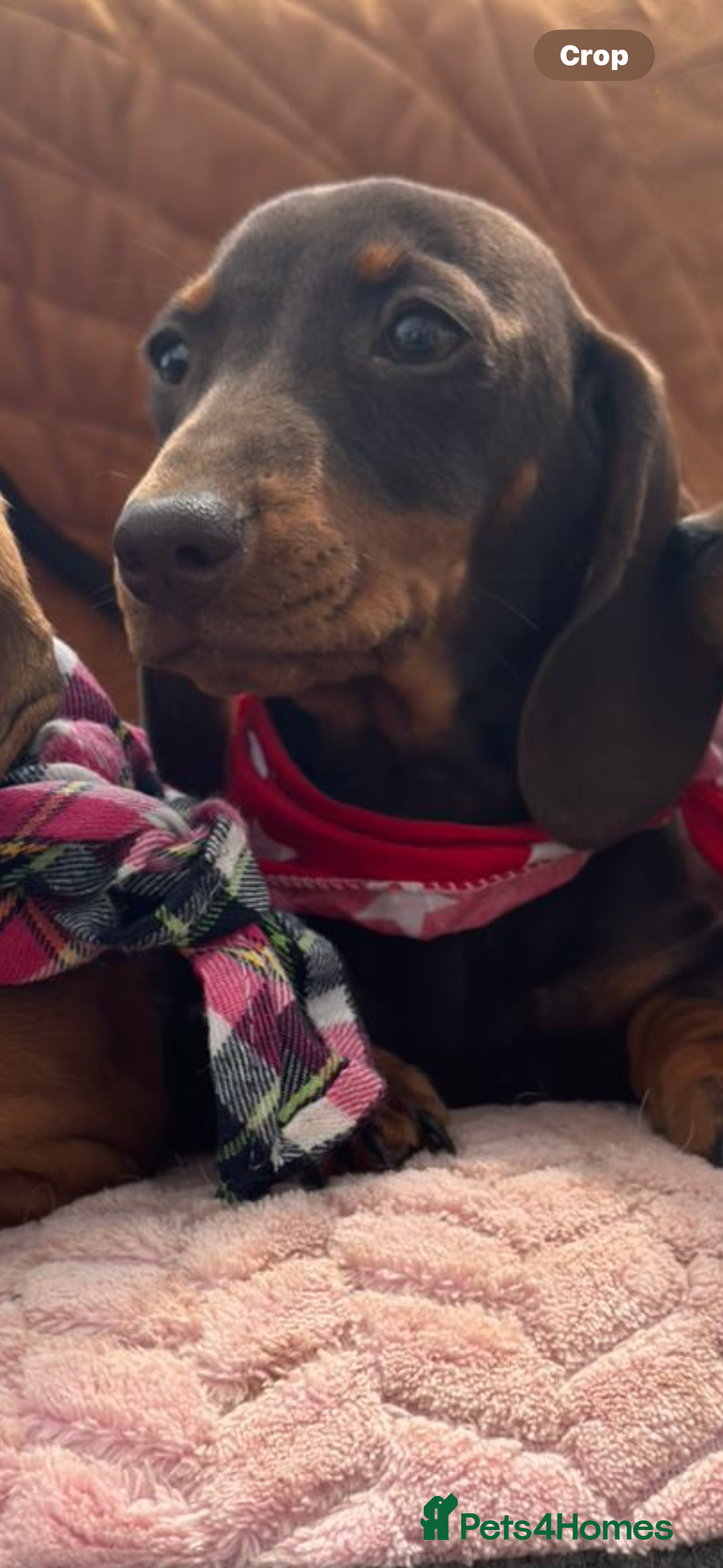 Miniature Dachshund dogs for sale: BEAUTIFUL KC REG & PRA CLEAR MINIS - 0% inbreeding - Image 34