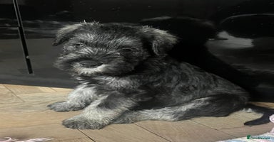 Miniature Schnauzer dogs - Advert 13