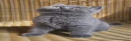 British Shorthair cats for stud: Stud duties only Blue Boy - Advert 6