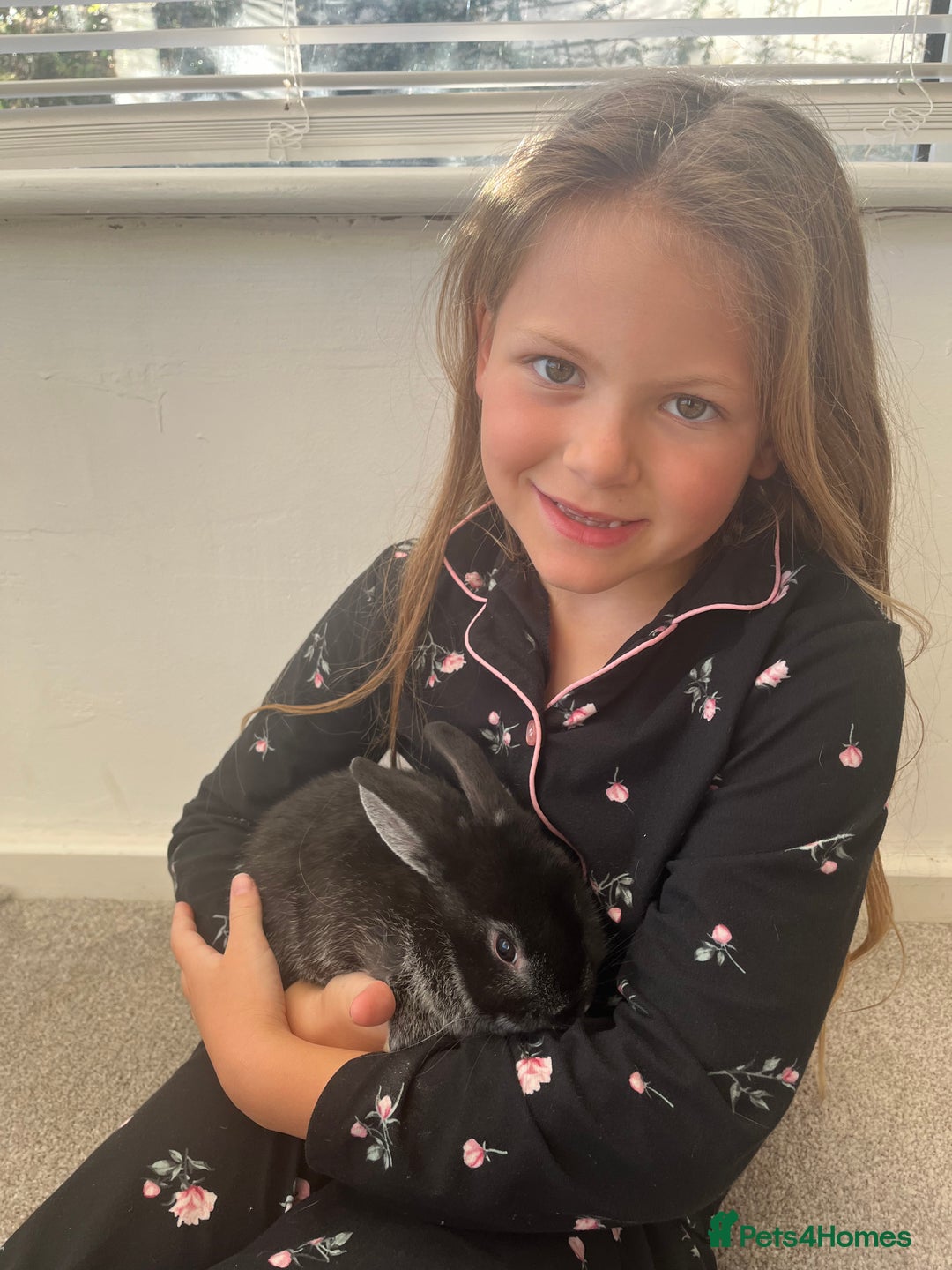 Mini Lop rabbits for sale: Black baby bunny - Advert 3
