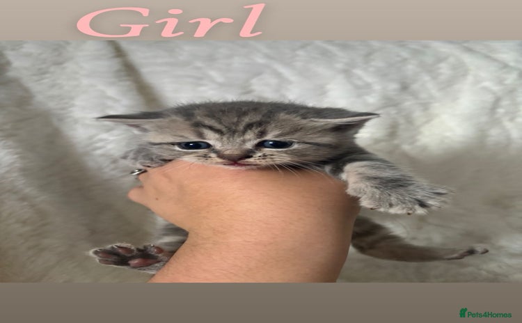 British Shorthair cats - Advert 6