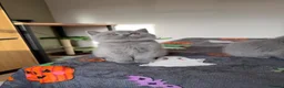 British Shorthair cats for sale: British Shorthair Kittens GCCF Registered😻✨😻 - Advert 5