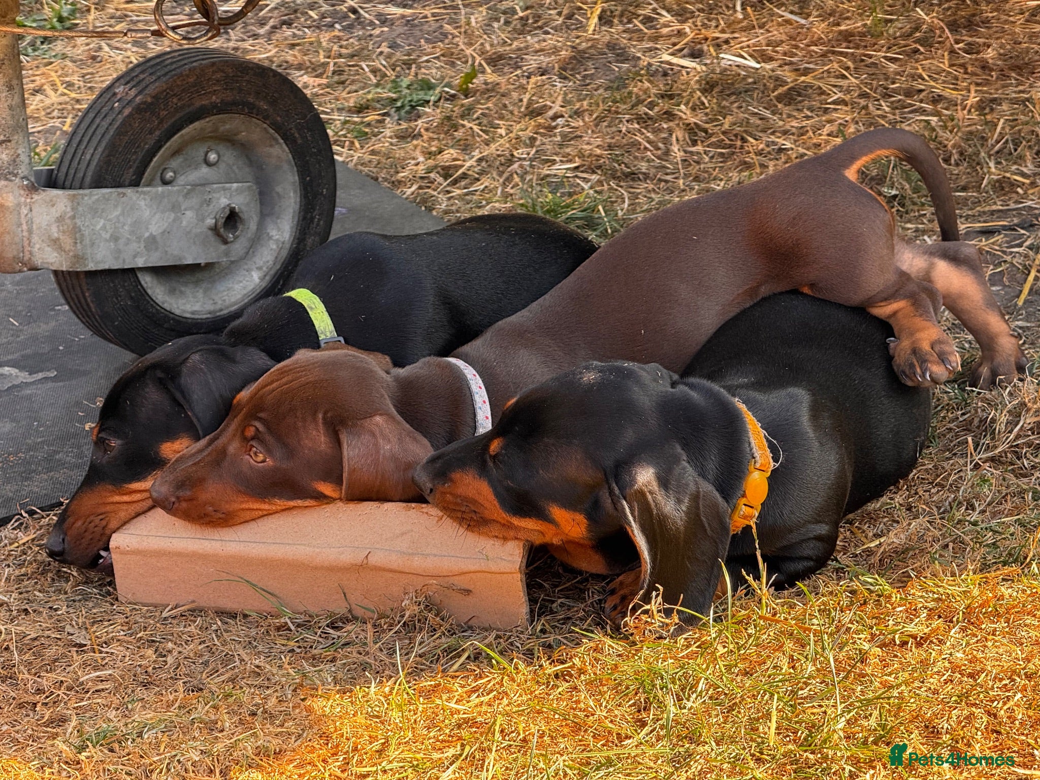 Miniature Dachshund dogs 1 boy left Miniature dachshunds, ready to go - Advert 2