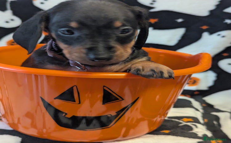 Miniature Dachshund dogs - Advert 3