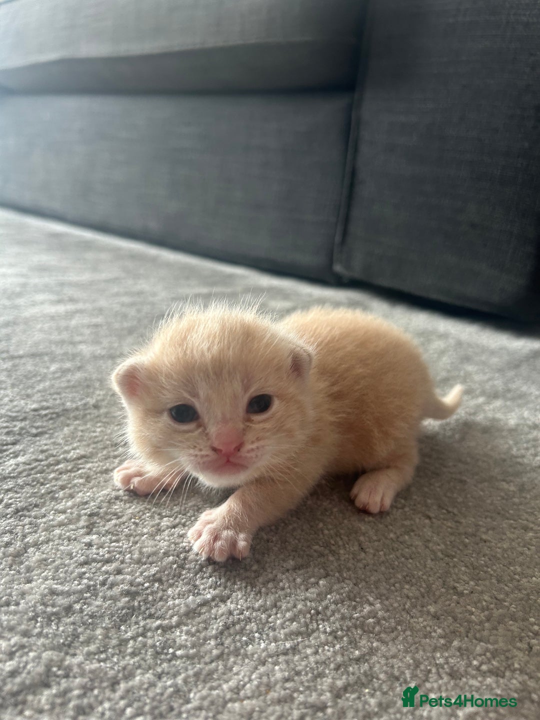 British Shorthair cats for sale: 3 Adorable kittens  - Image 3