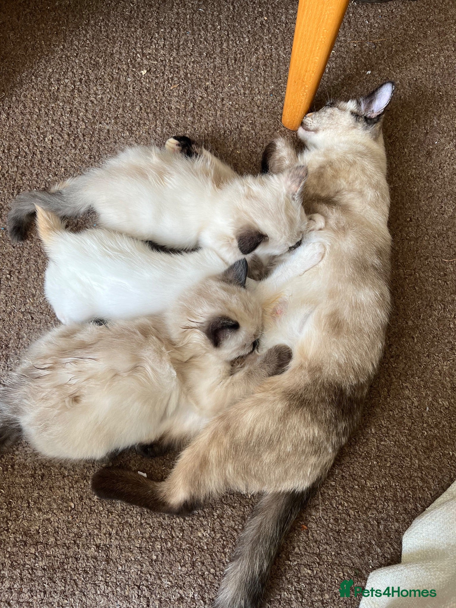 Ragdoll cats Gorgeous Ragdoll Kittens - Advert 1