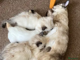 Ragdoll cats Gorgeous Ragdoll Kittens - Advert 1