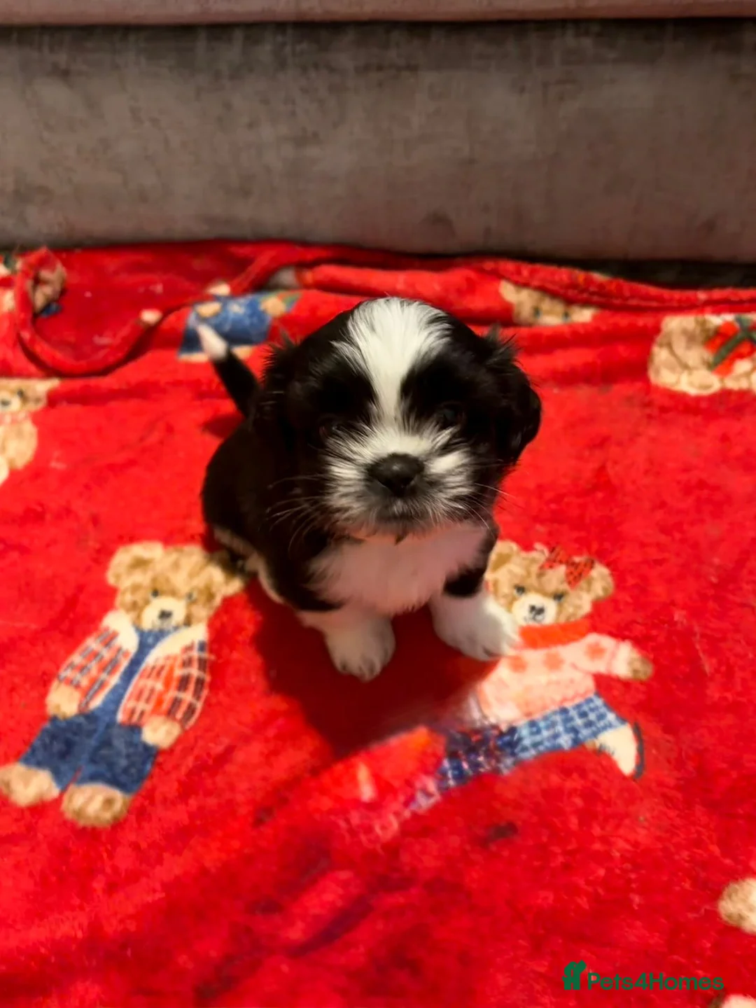 Shih Tzu dogs for sale:  Shih Tzu puppy  - Advert 5