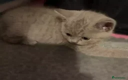 British Shorthair cats for sale: beautiful British shorthair Kittens  - Image 2