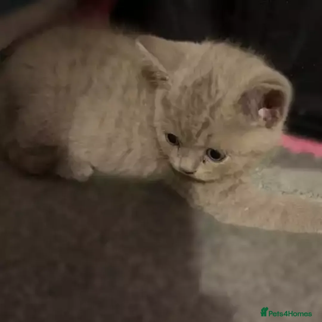 British Shorthair cats for sale: beautiful British shorthair Kittens  - Image 2