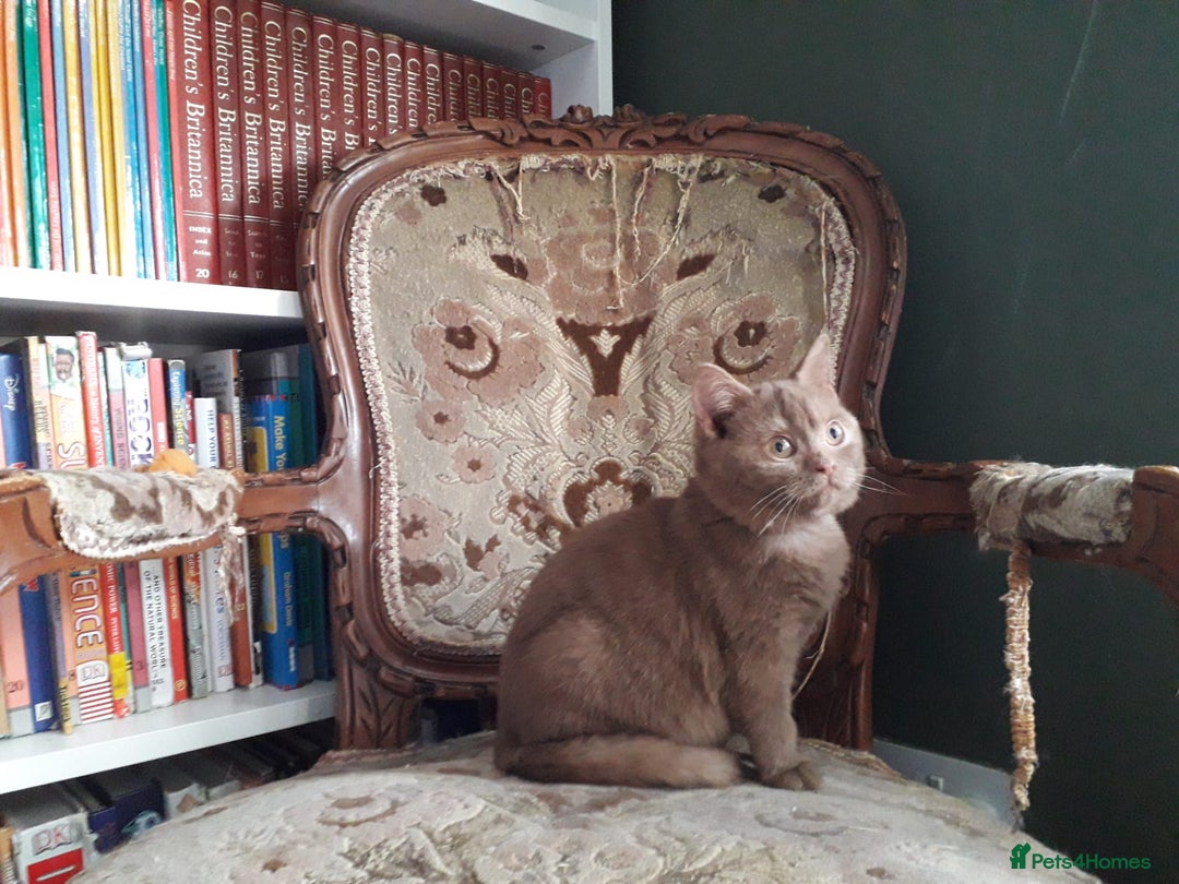 British Shorthair cats for sale: British Shorthair kittens - Advert 5