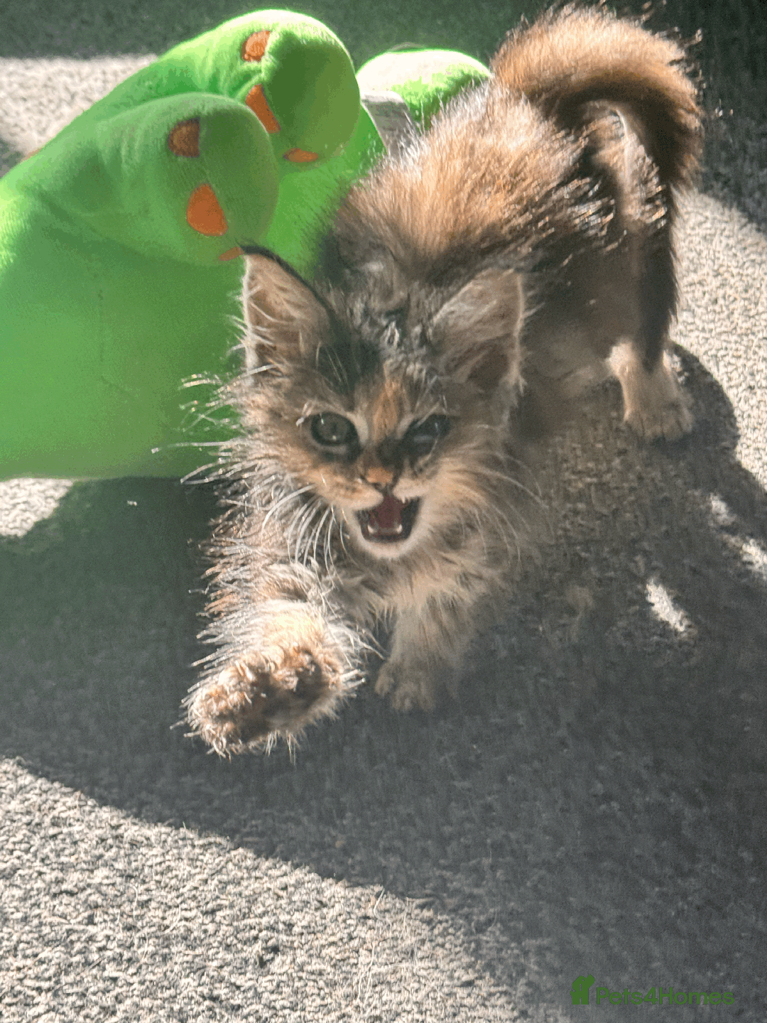 Maine Coon cats for sale: Adorable MaineCoon Ragdoll Cross Kittens Ready Now - Image 9