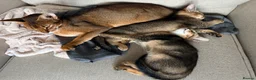 Mixed Breed cats for sale: Two Beautiful Abyssinian Cross Girls - Advert 3