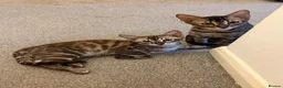 Bengal cats for sale: Last 2 bengal kittens - Advert 3