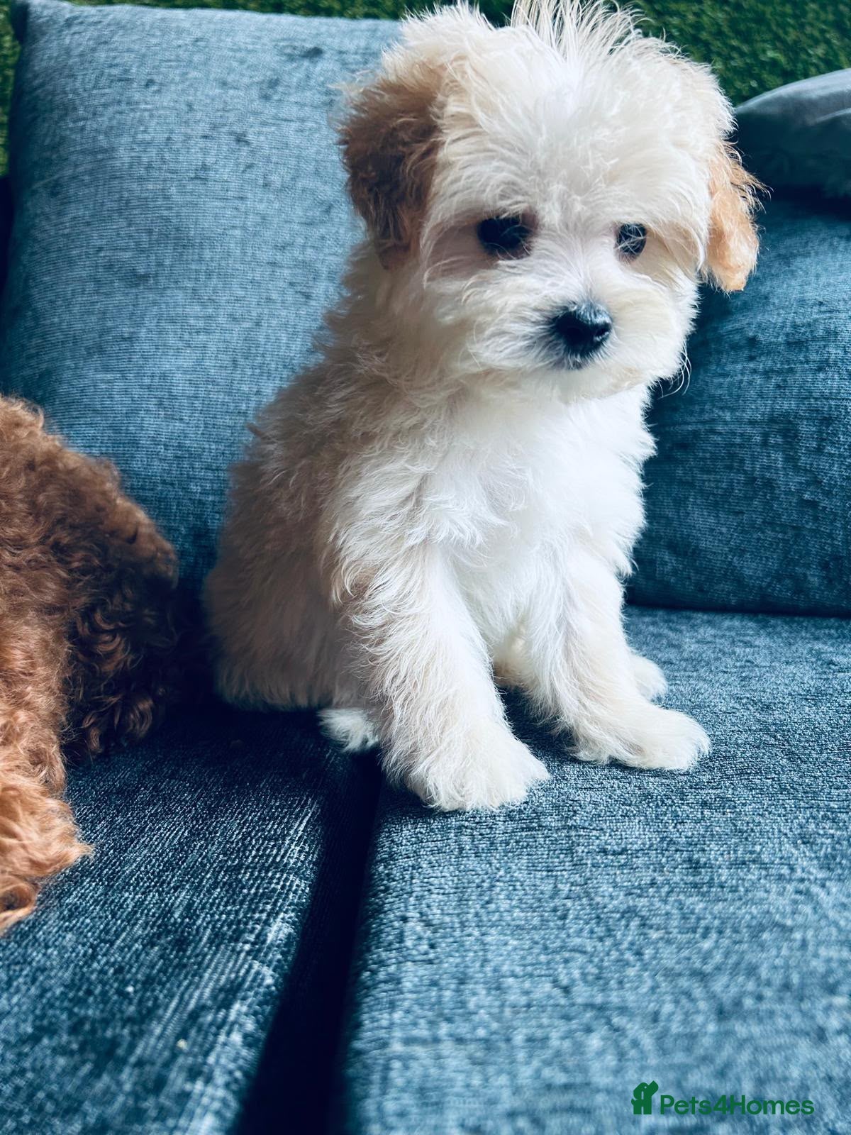 Maltipoo dogs Lovely Maltipoo Puppies Ready To Leave - Advert 2