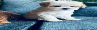 Maltipoo 4