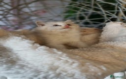 Ragdoll cats for sale: Quality Tica reg Ragdoll kittens  - Image 19