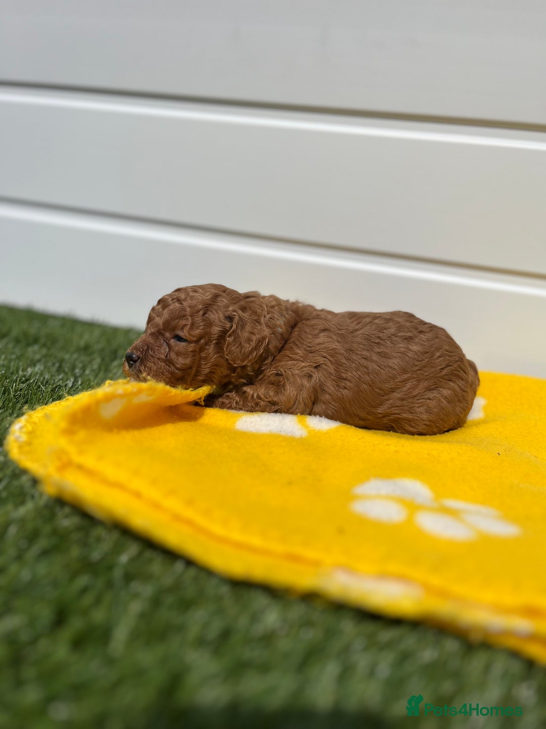 Toy Poodle dogs for sale: Adorable Toy Poodle Pups Looking for Forever Homes - Image 7