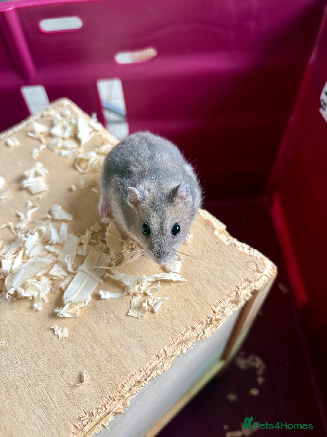 Hamster rodents for sale: Female winter white dwarf hamsters - Image 3