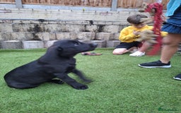 Labrador Retriever dogs for sale: ONLY 2 LEFT. Beautiful Healthy Labrador Puppies - Image 19