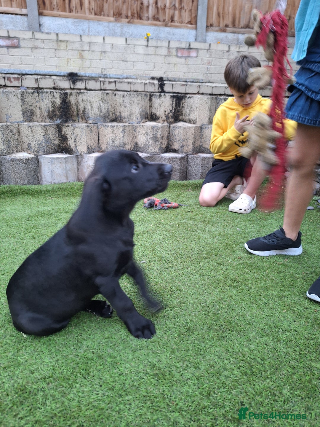 Labrador Retriever dogs for sale: ONLY 2 LEFT. Beautiful Healthy Labrador Puppies - Image 19