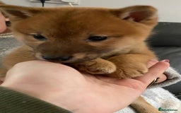 Japanese Shiba Inu dogs for sale: Gorgeous Shibas  - Image 19