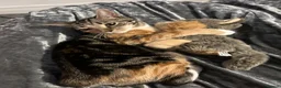 British Shorthair cats for sale: Playful 9 month old kitten looking for a new home - Advert 4