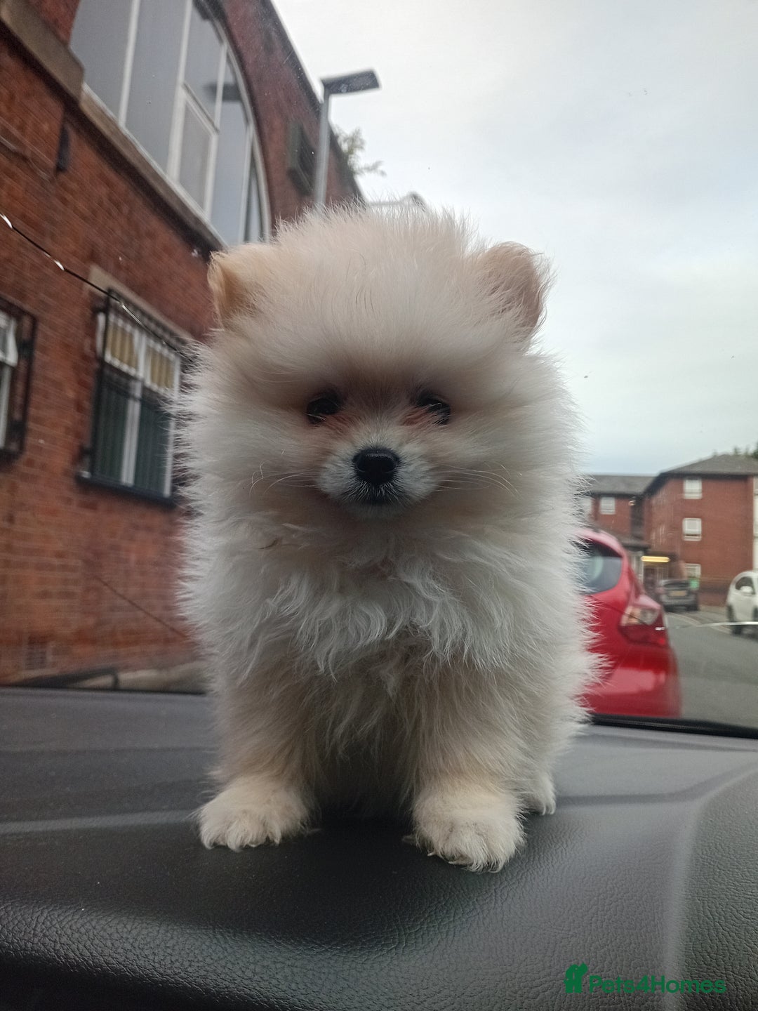 Pomeranian dogs for sale: Beautiful tiny Pomeranian Puppy   - Advert 15