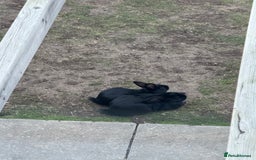 Harlequin rabbits for sale: Two male Rabbits - Image 4