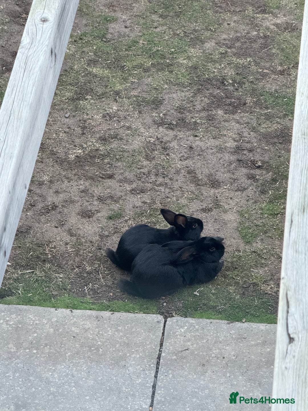 Harlequin rabbits for sale: Two male Rabbits - Image 4