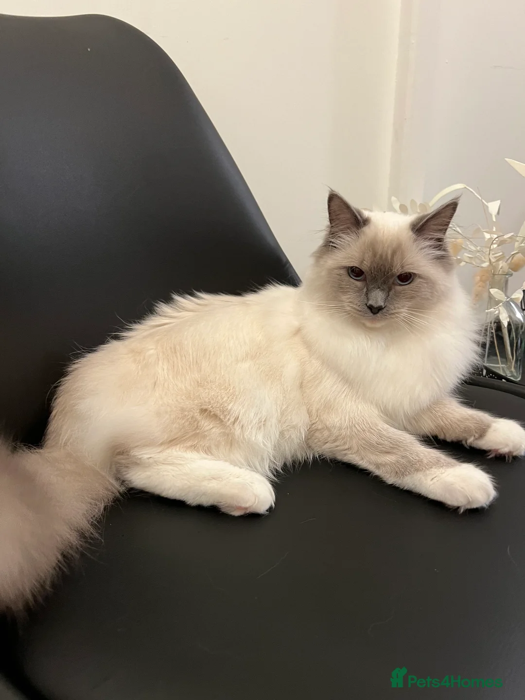 Ragdoll cats for sale: Ragdoll kitten – 7 months old - Advert 6