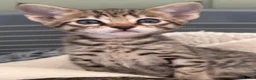 Savannah cats for sale: Beautiful SBT female - Advert 5