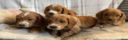 Cockapoo dogs for sale: F1b cockapoo puppies - Health test clear  in Staines - Advert 6