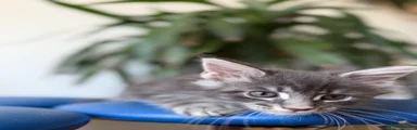 Tortie Maine Coon 2