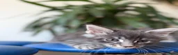 Maine Coon cats for sale: Long faced Maine Coon Kittens - Advert 19