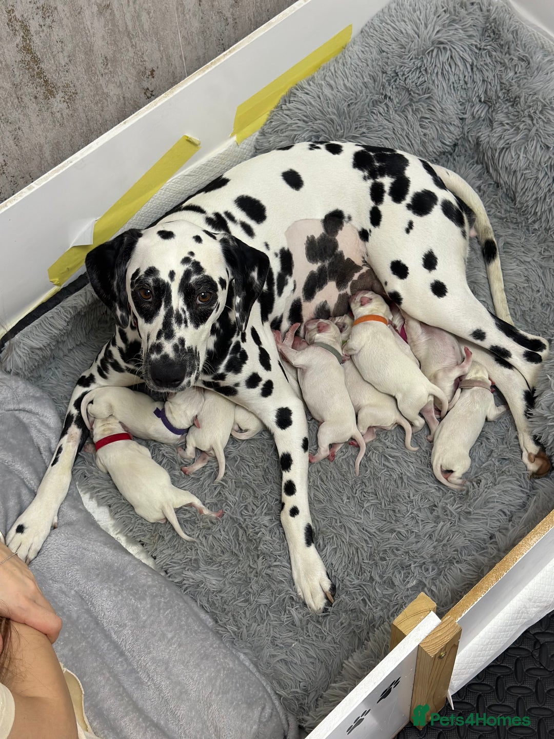 Dalmatian dogs for sale: Last Dalmatian puppy SCAR available  - Advert 4