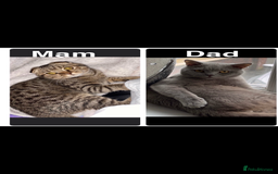 Scottish Fold cats for sale: Scottish fold kittens - Image 5