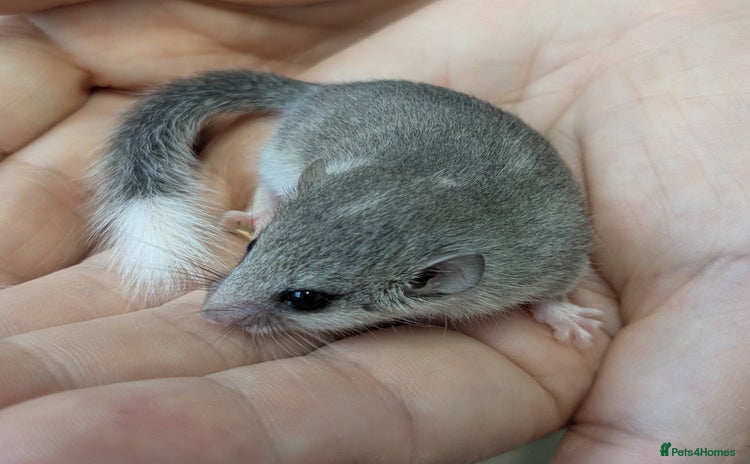 Mouse rodents in Wigan - Advert 4