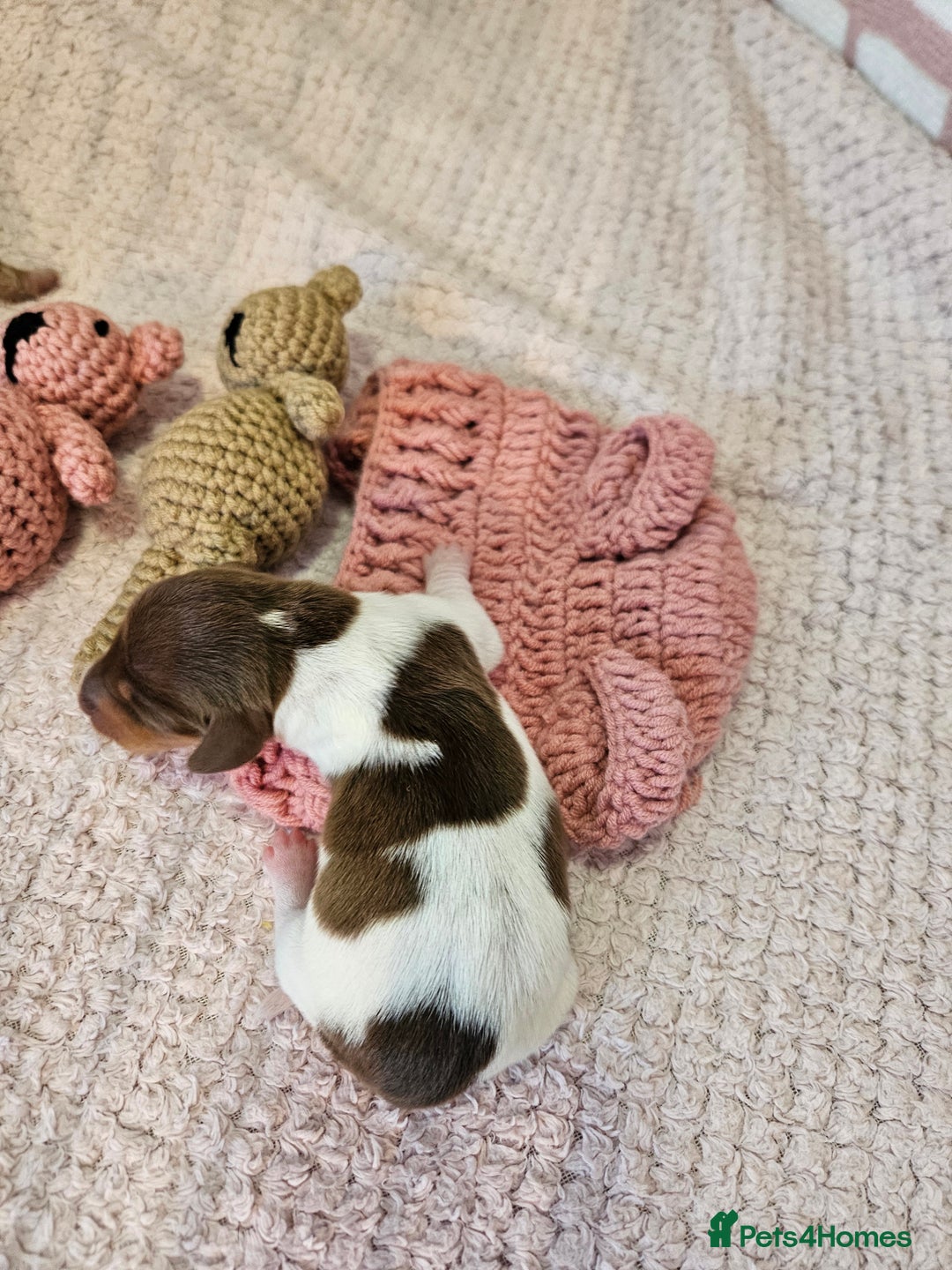 Miniature Dachshund dogs for sale: Stunning KC miniaturedachshunds KC - Advert 25