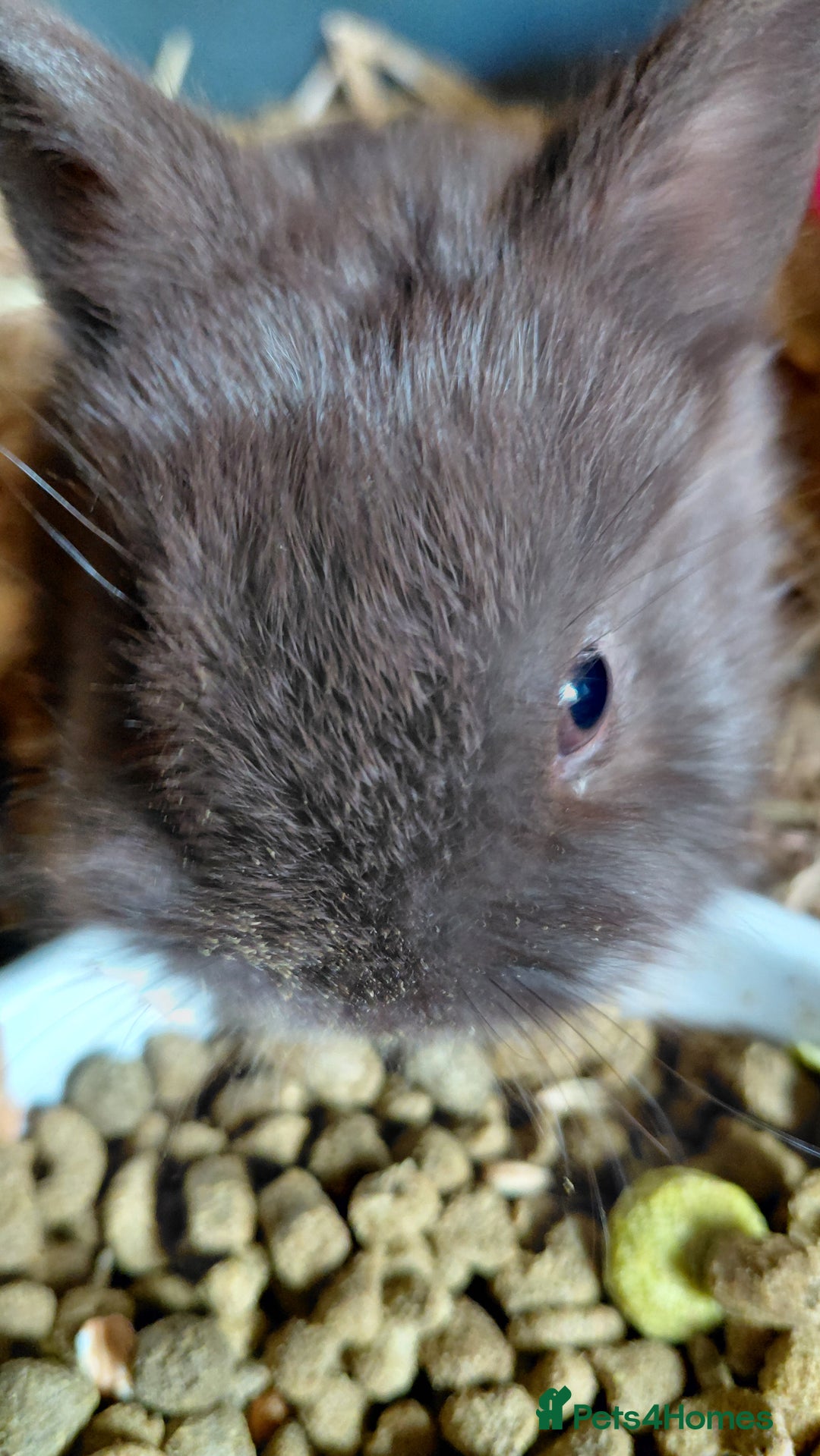 Netherland Dwarf rabbits for sale: Netherland dwarf BLACK & A CHOC BUCK  TO RESERVE  - Advert 5