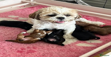 Shihpoo dogs - Advert 5