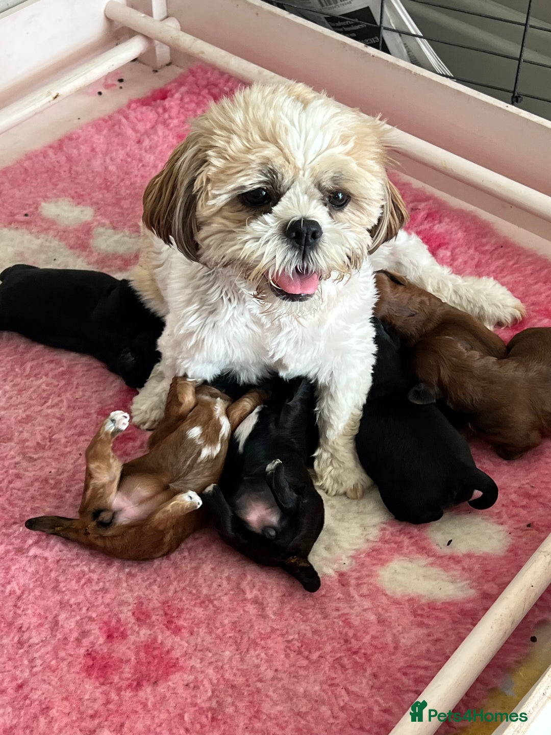 Shihpoo dogs for sale: Shipoo Pups LAST 2 - Image 12