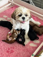 Shihpoo dogs - Advert 2